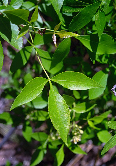  Ptelea trifoliata