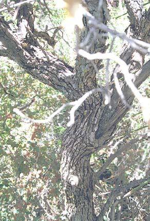  Quercus turbinella