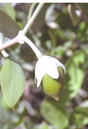  Simmondsia chinensis