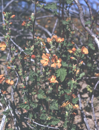  Sphaeralcea coulteri