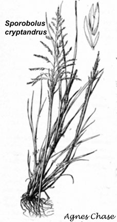  Sporobolus cryptandrus