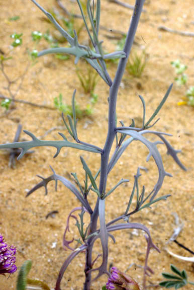  Streptanthella longirostris
