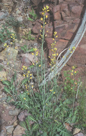  Streptanthus carinatus subsp.arizonicus
