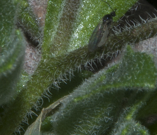  Tomostima cuneifolia (Nuttall ex Torrey & A.Gray) Al-Shehbaz, M.Koch & Jordon-Thaden