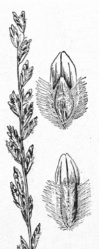  Tridentopsis mutica (Torrey) P.M. Peterson var. mutica 