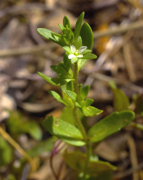  Veronica peregrina subsp. xalapensis