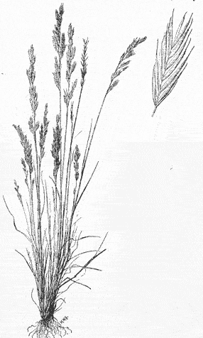  Festuca octoflora 