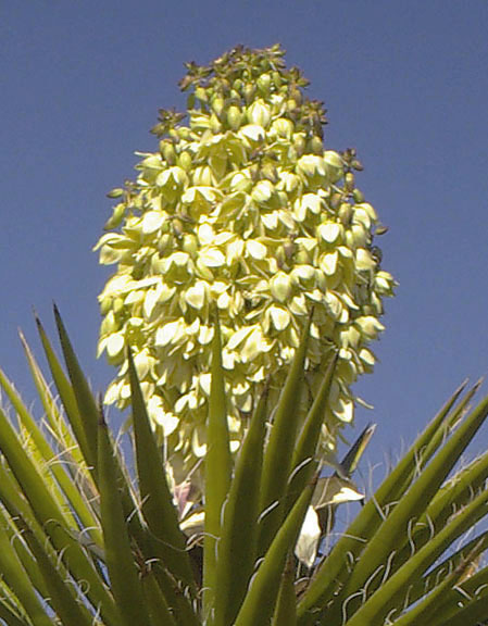  Yucca shidigera