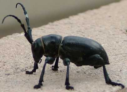 Cactus Beetle