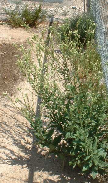  Nicotiana obtusifolia 