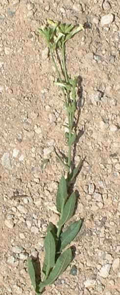  Nicotiana obtusifolia 
