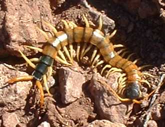 giant_desert_centipede.jpg