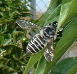  Megachile sp. 