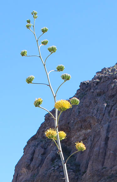 Agave deserti ssp.simplex