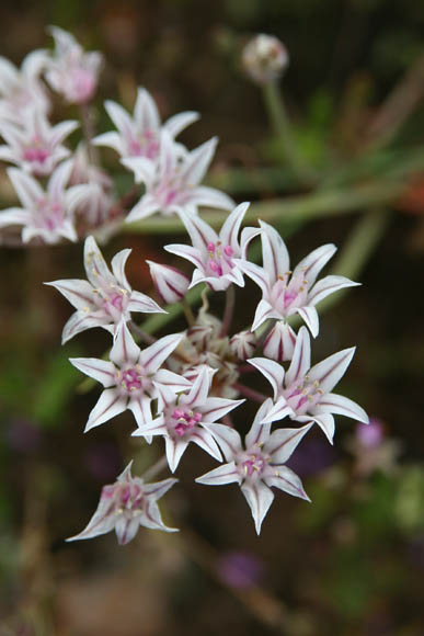  Allium macropetalum