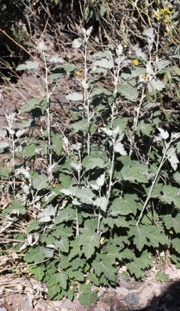  Ambrosia cordifolia