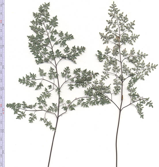  Argyrochosma limitanea ssp.limitanea