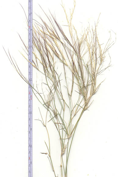  Aristida californica v.californica