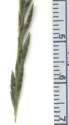  Diplachne fusca (Linnaeus) P.Beauvois es Roemer & Schultz ssp.uninervia (J.Presl) P.M.Peterson & N.Snow
