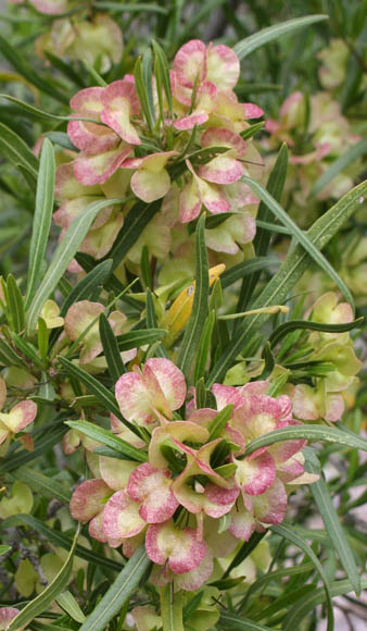  Dodonaea viscosa v.angustifolia