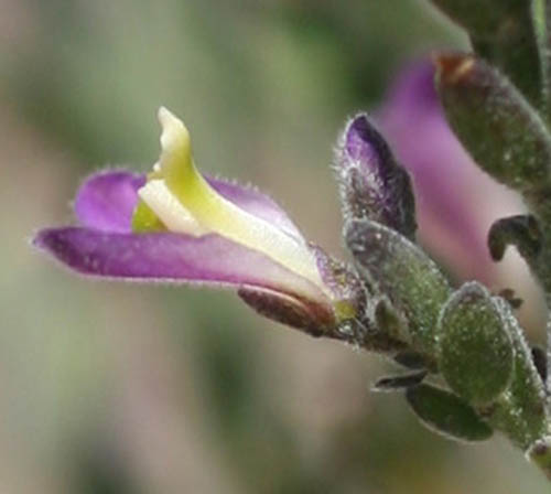  Hebecarpa macradenia (A. Gray) J.R. Abbott 