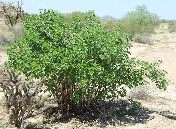  Jatropha cinerea