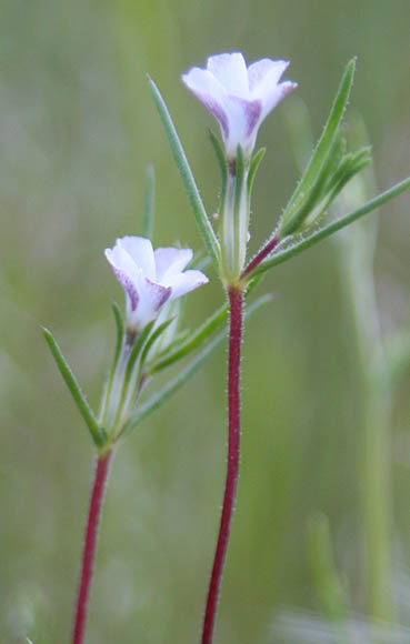  Linanthus bigelovii (A.Gray) Greene