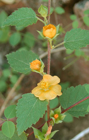  Malvastrum bicuspidatum ssp.bicuspidatum