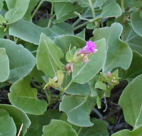  Mirabilis multiflora (Torrey) A.Gray