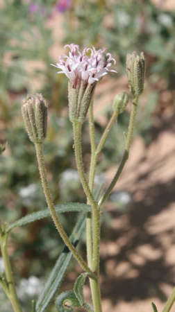  Palafoxia arida v.arida