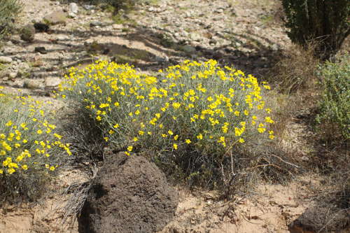 Sonoran Desert Plants - Psilostrophe cooperi (Paper-flower ...
