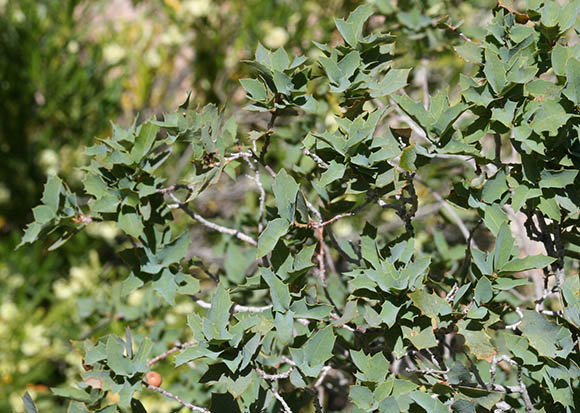  Quercus turbinella
