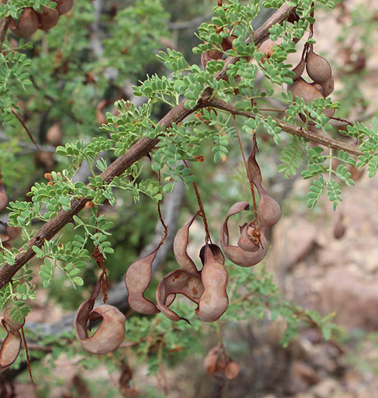  Senegalia greggii (A.Gray) Britton & Rose
