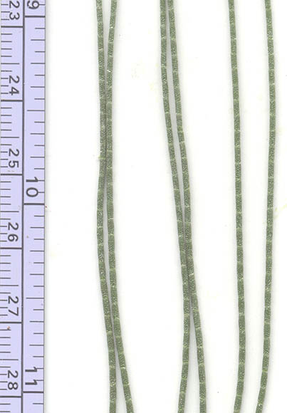  Tamarix aphylla