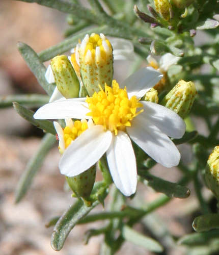  Thymophylla concinna