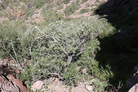  Vauquelinia californica ssp.sonorensis