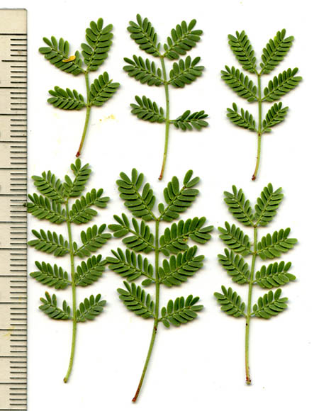  Vachellia farnesiana (Linnaeus) Wight & Arnott