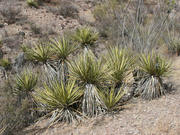  Yucca baccata v.brevifolia