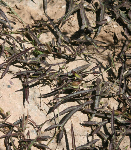  Aristolochia watsonii