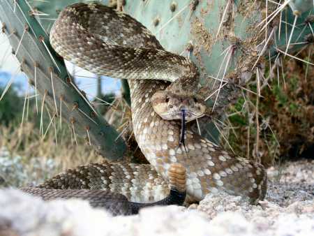  Blacktail rattlesnake