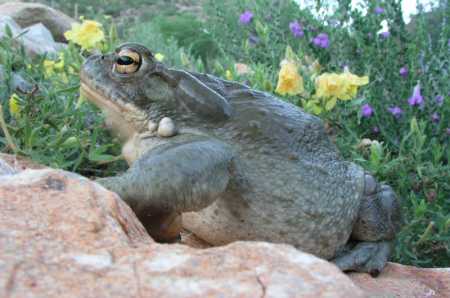 alvarius bufo toad sonoran desert lizards centipedes smaller insects spiders scorpions mice diet small