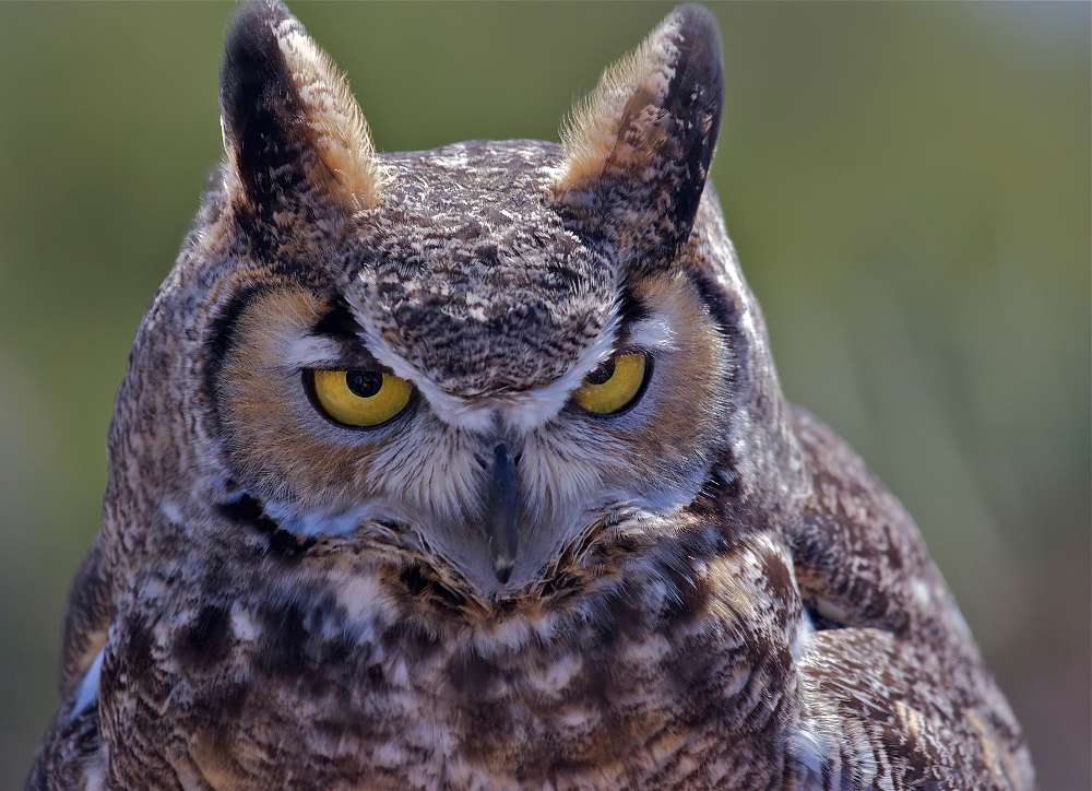 Ekkehard Fischer, Great Horned Owl Desert