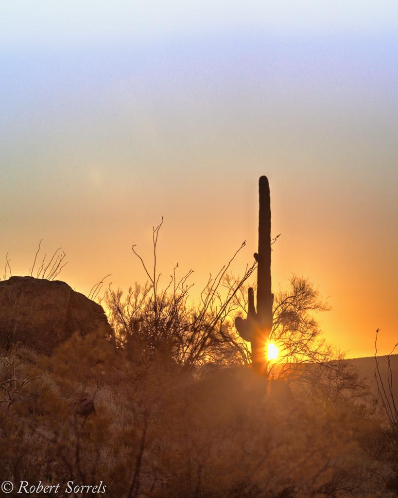 Saguaro Sunset, Robert Sorrels