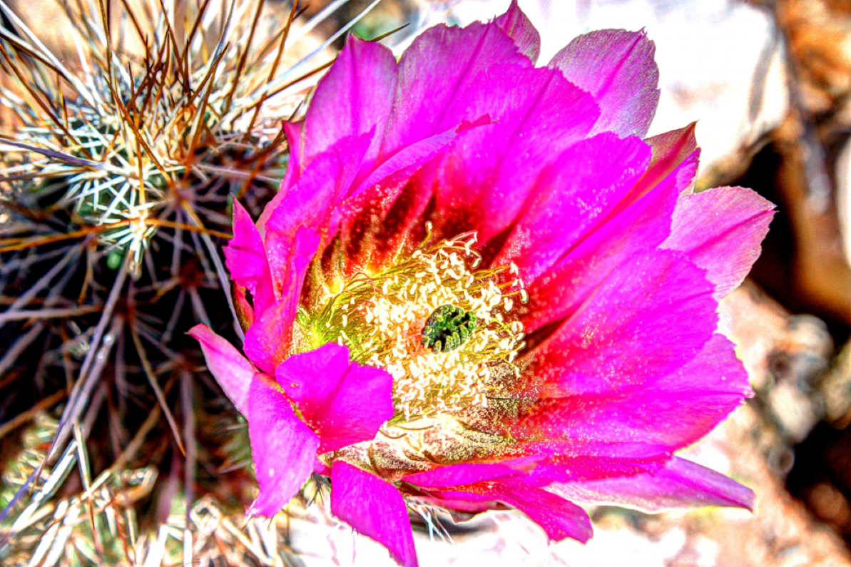 Lee Robinson 'Pink Cactus Flower'