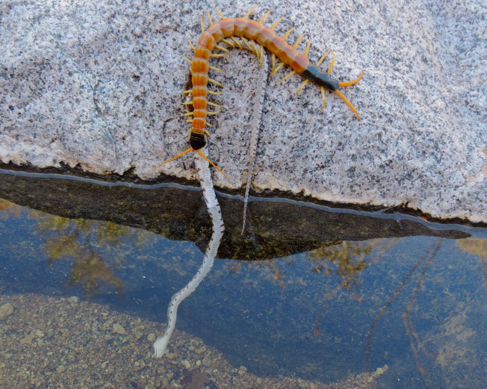 Desert Centipede Vs Lyresnake by Tim Tibbets