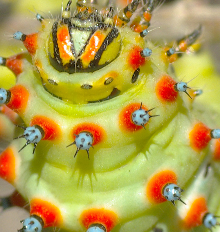 Caterpillar Clown