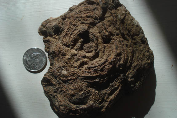 small stromatolite colony fossil