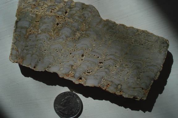 Stromatolite X-Section 2,500 Million Years Ago