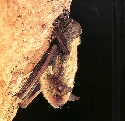  Cave Myotis