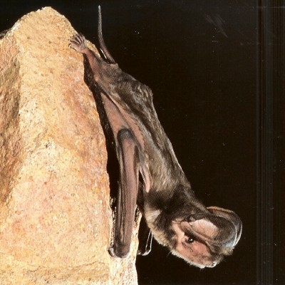  Greater (Western) Mastiff Bat